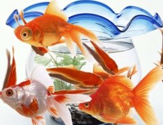 灵犀养鱼风水:家里养鱼养多少条好