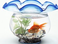 灵犀养鱼风水:风水鱼有哪些