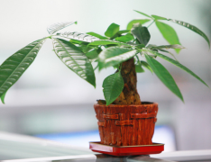 灵犀植物摆放:发财树摆放在哪风水好