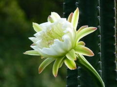 灵犀植物摆放:龙骨花摆放哪里风水好