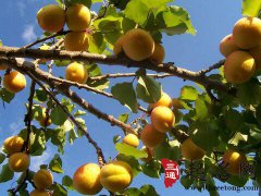 梦见杏树