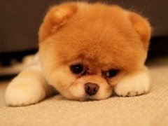 梦见死人说话
