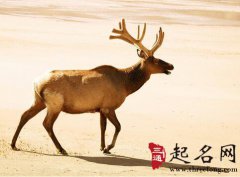 梦见鹿