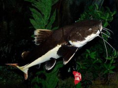 梦见鲶鱼