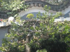 梦见很多蛇