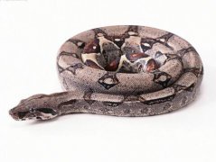 梦见被蟒蛇追