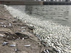 梦见好多死鱼