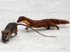 梦见黄鼠狼