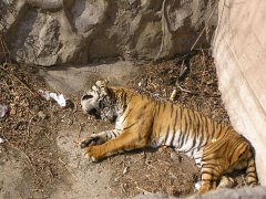 梦见打死老虎