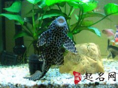梦见清道夫