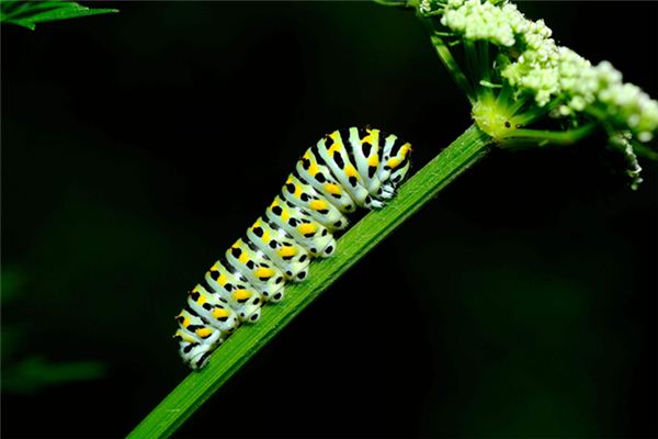 梦见爬虫