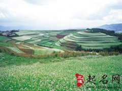 梦见田地