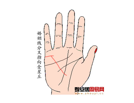 婚姻线末端分叉