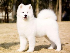 梦见白狗