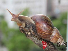 梦见大蜗牛