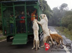 梦见被猛兽追赶
