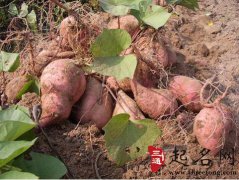 梦见红薯