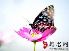 梦见蝴蝶