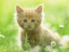 梦见被猫追