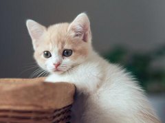 做梦梦见猫