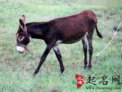 梦见驴
