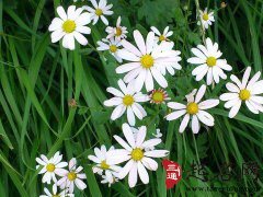 梦见野花
