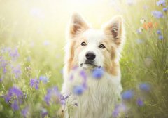 灵犀英文起名：狗狗英文名怎么起 狗狗英文名