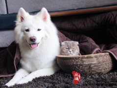 梦见猫和狗