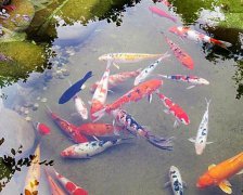 灵犀起名:2017年简单大气的属鸡男孩名字大全