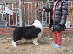 梦见狗咬别人