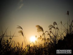 梦见死人