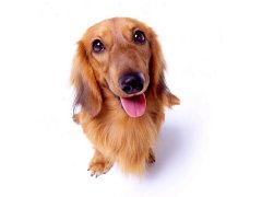 梦见狗死了