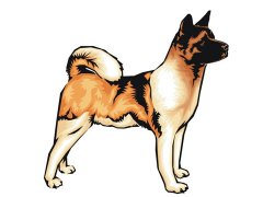 梦见狼狗