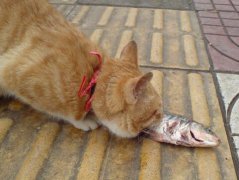 梦见猫吃鱼