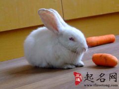 梦见小兔子