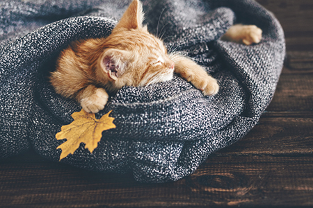 灵犀宝宝起名:猴年出生的宝宝起名