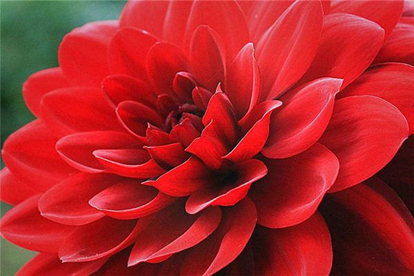 梦见红花