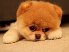 梦见死尸