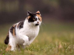 梦见猫追我