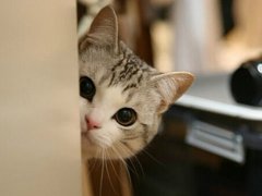 梦见很多猫