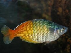 胎梦梦见鱼