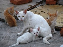 梦见好多猫