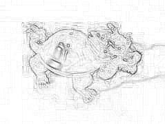 龙龟的摆放位置和风水作用