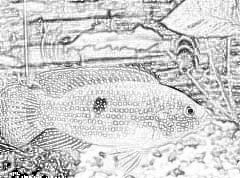 风水学之养鱼风水:宝石鱼的风水效应与讲究