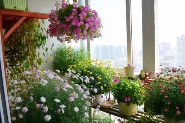 封闭阳台、室内窗台也能打造超美花园