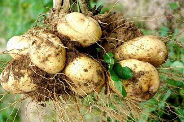 马铃薯的繁殖方式