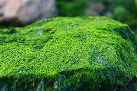 苔藓的生长习性