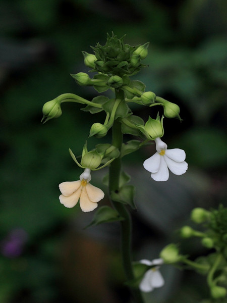 银带虾脊兰