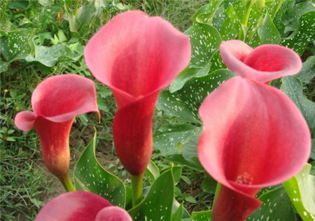 红花马蹄莲的养殖方法
