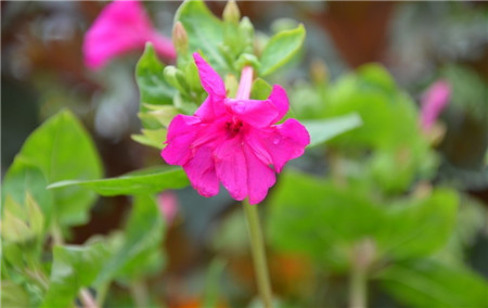 紫茉莉什么时候开花